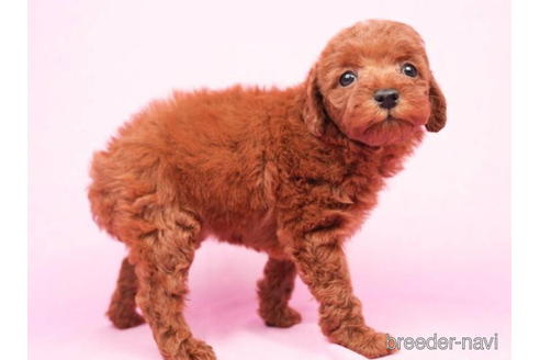 成約済の東京都のトイプードル-208870の4枚目